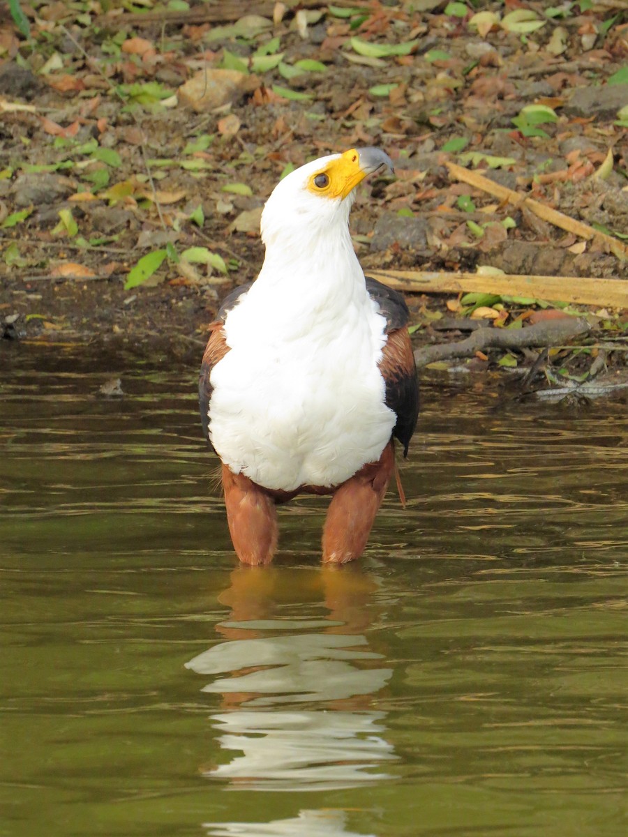 African Fish-Eagle - ML102302001