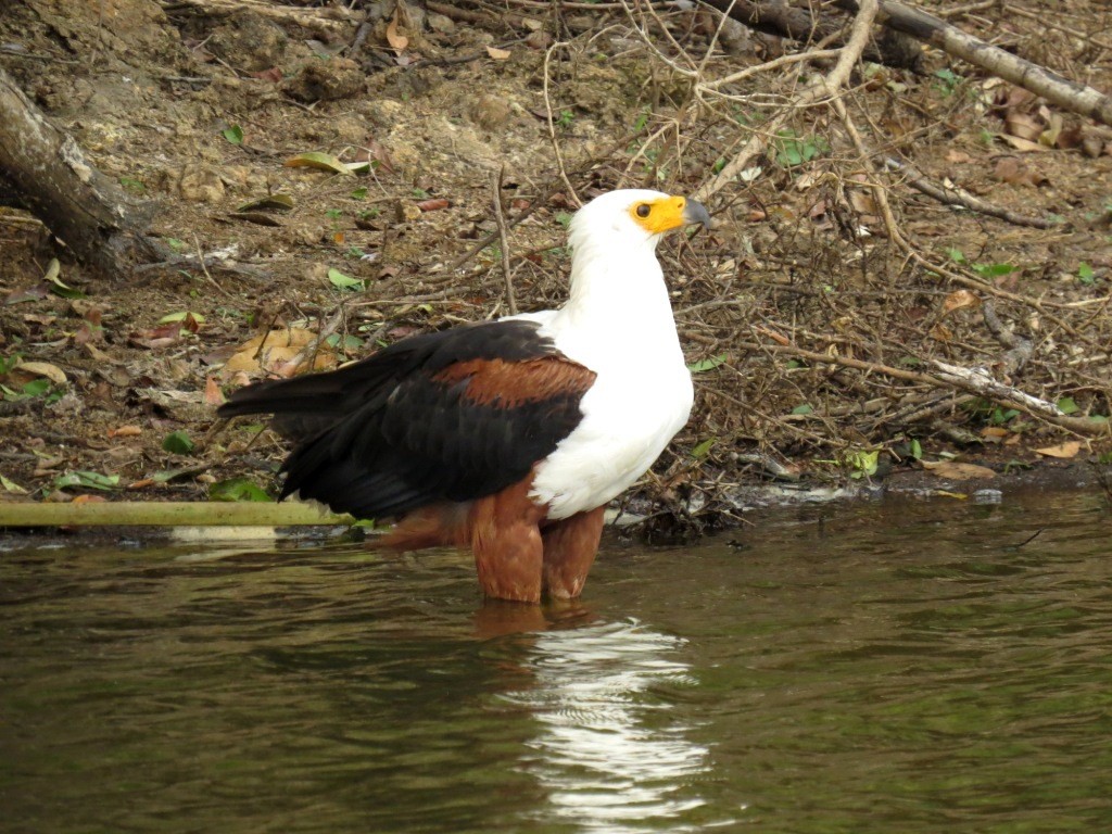 African Fish-Eagle - ML102302011