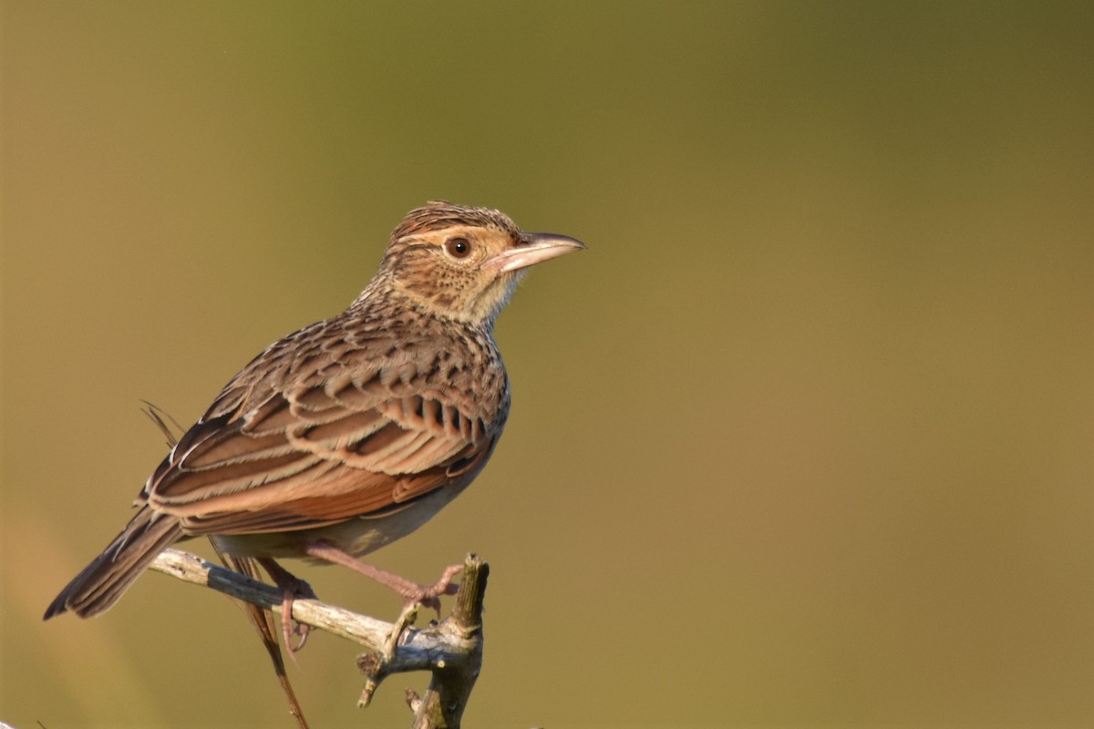 Rufous-naped Lark - Fabien Quétier