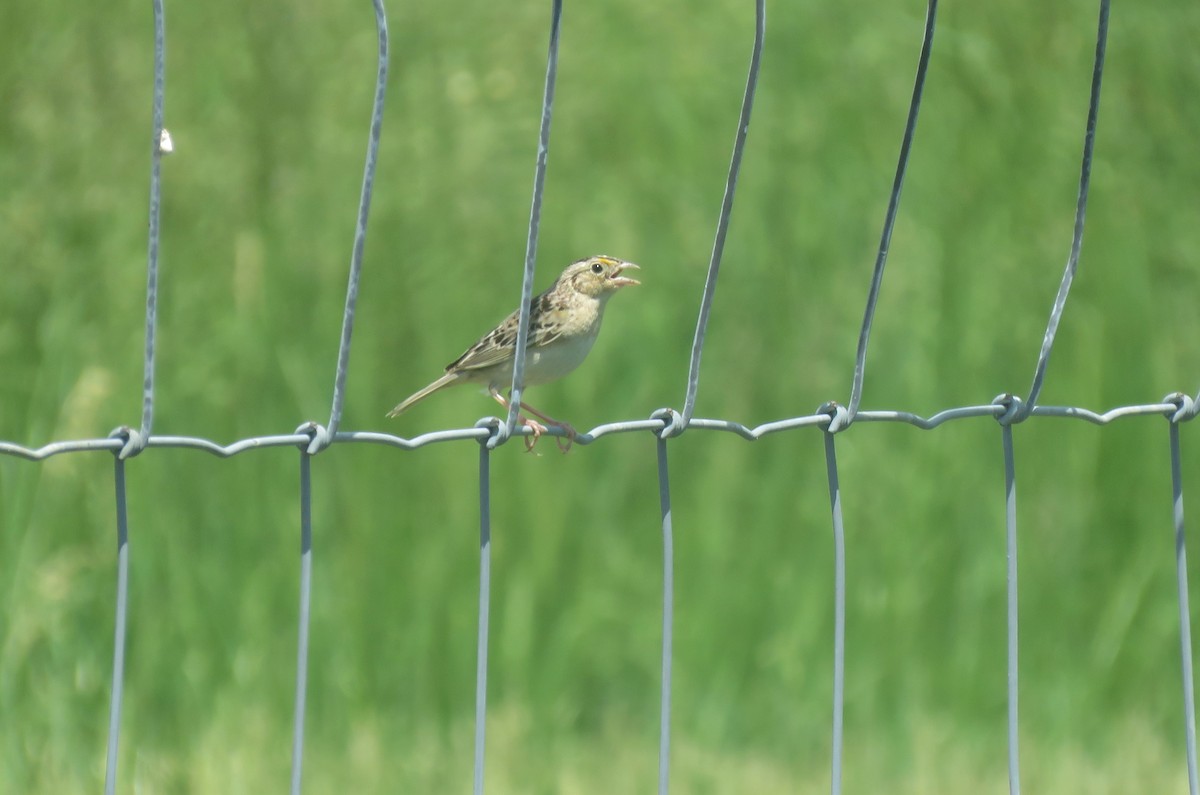 Grasshopper Sparrow - ML102303331