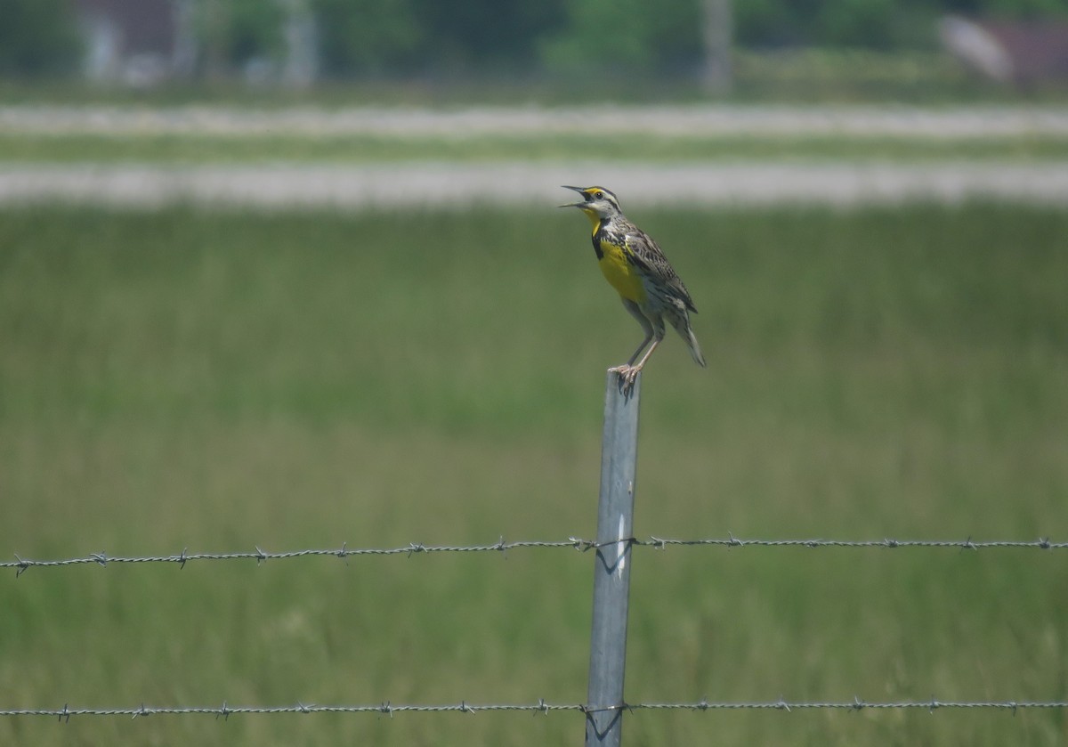 Eastern Meadowlark - ML102303351