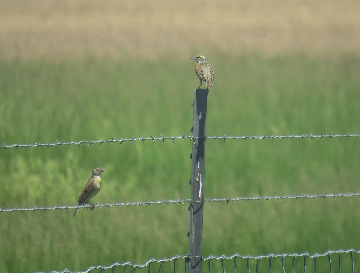 Dickcissel d'Amérique - ML102303361