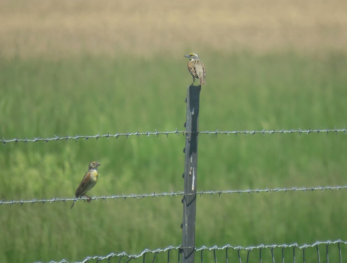 Dickcissel - ML102303361