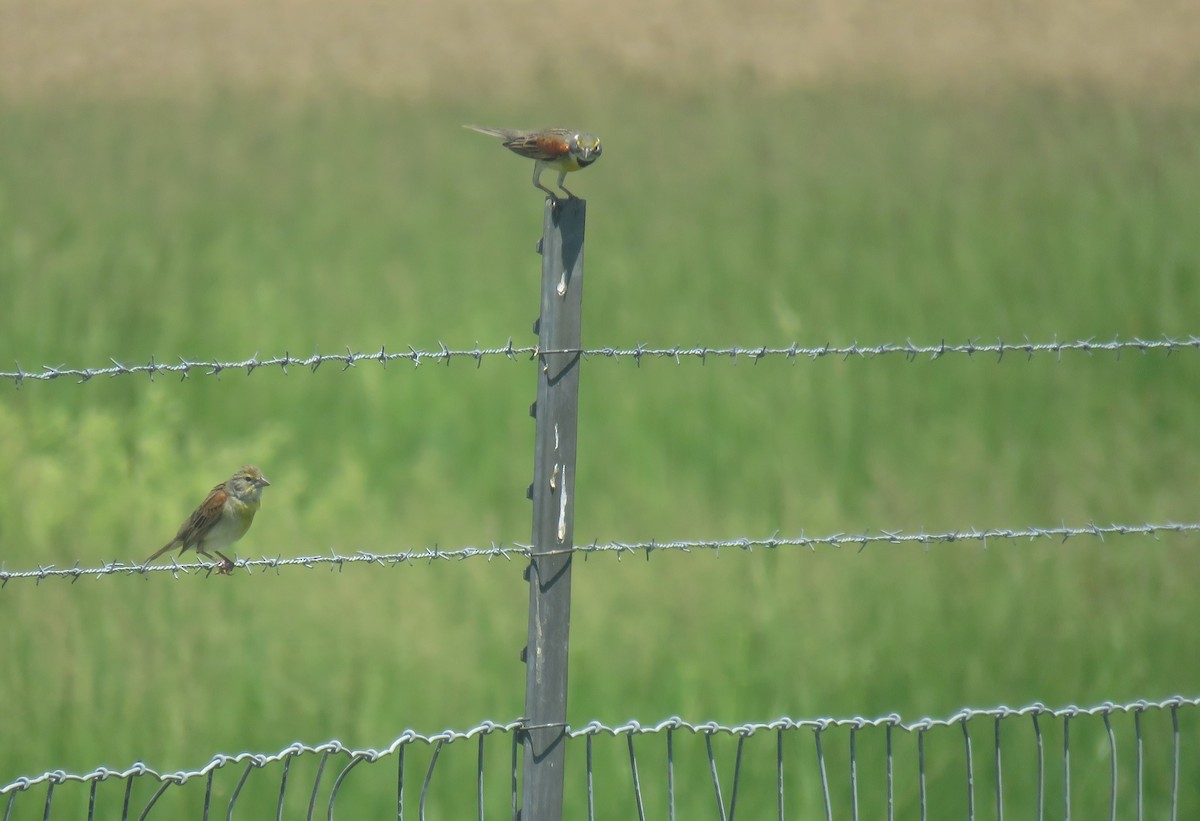 Dickcissel - ML102303371