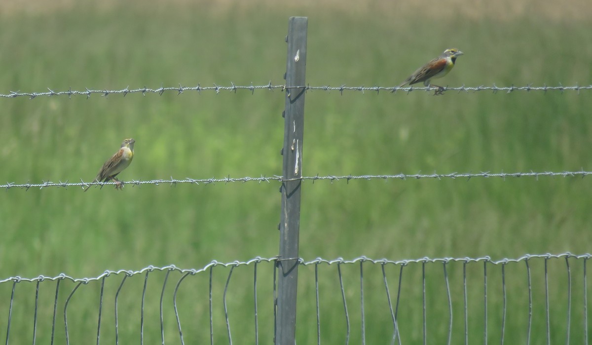 Dickcissel d'Amérique - ML102303381