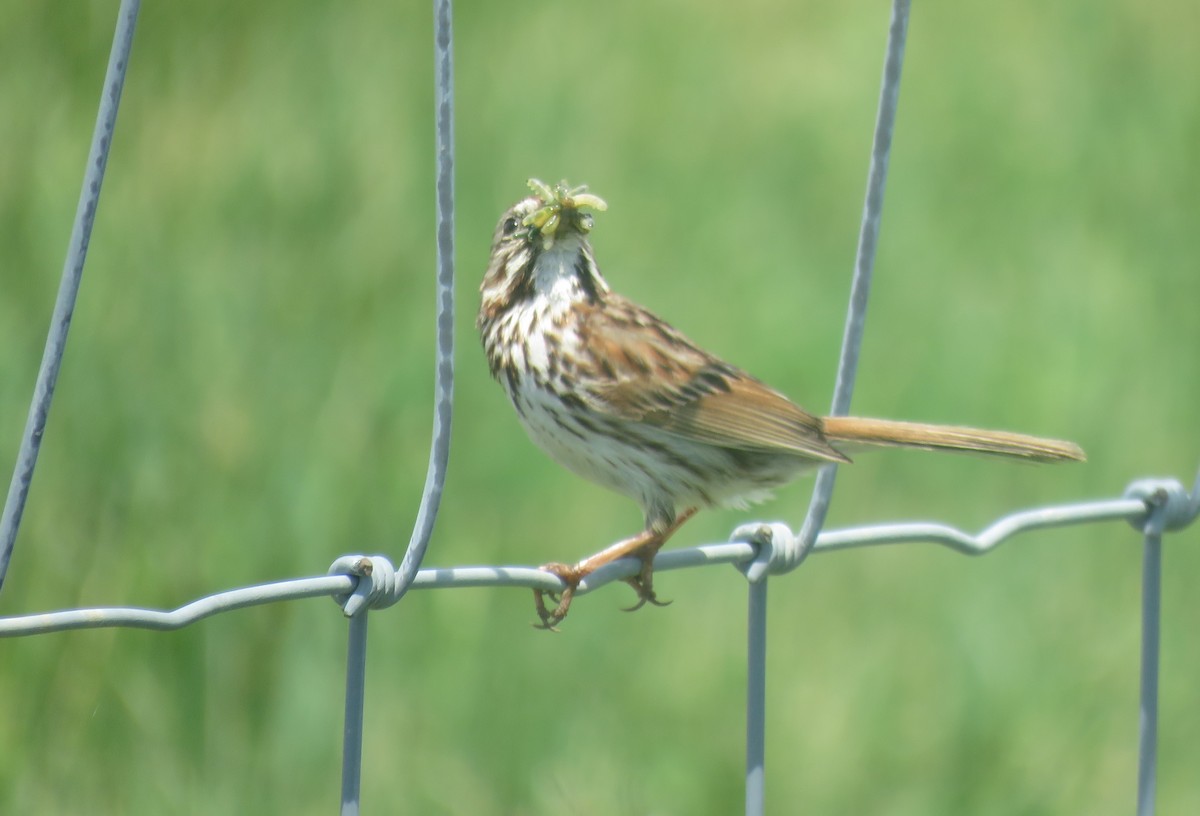 Song Sparrow - ML102303391