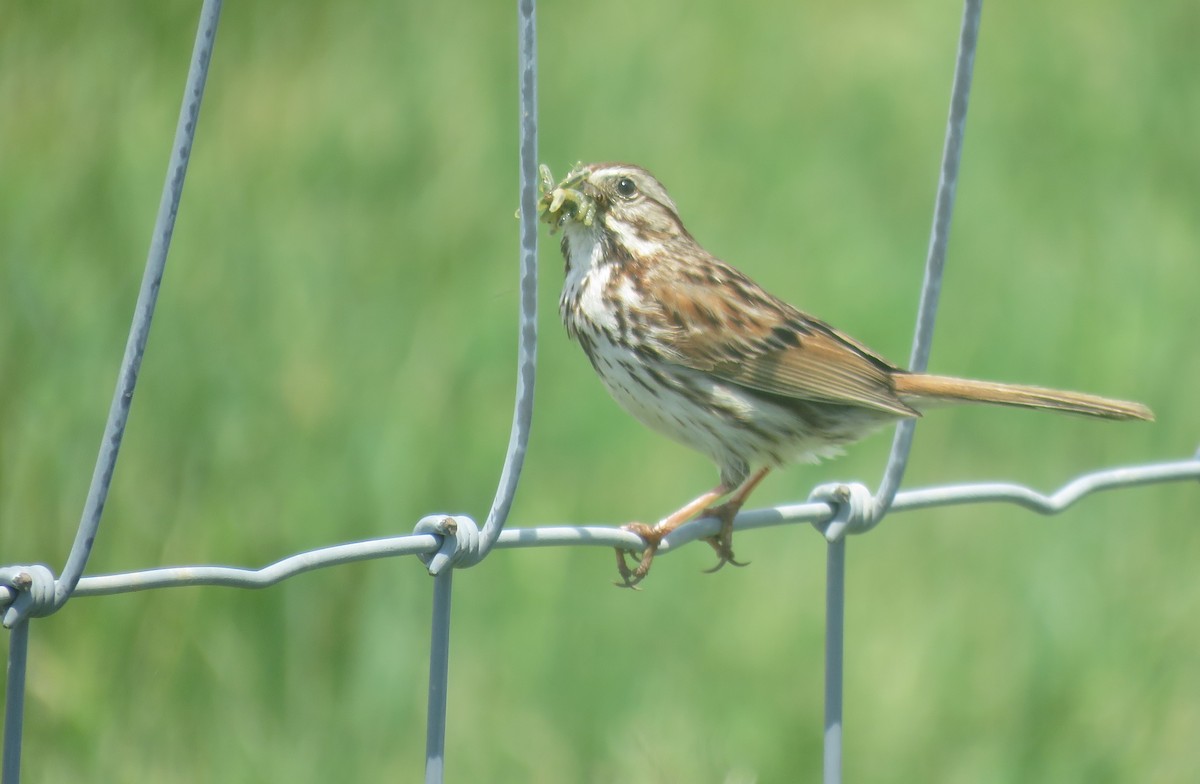 Song Sparrow - ML102303401