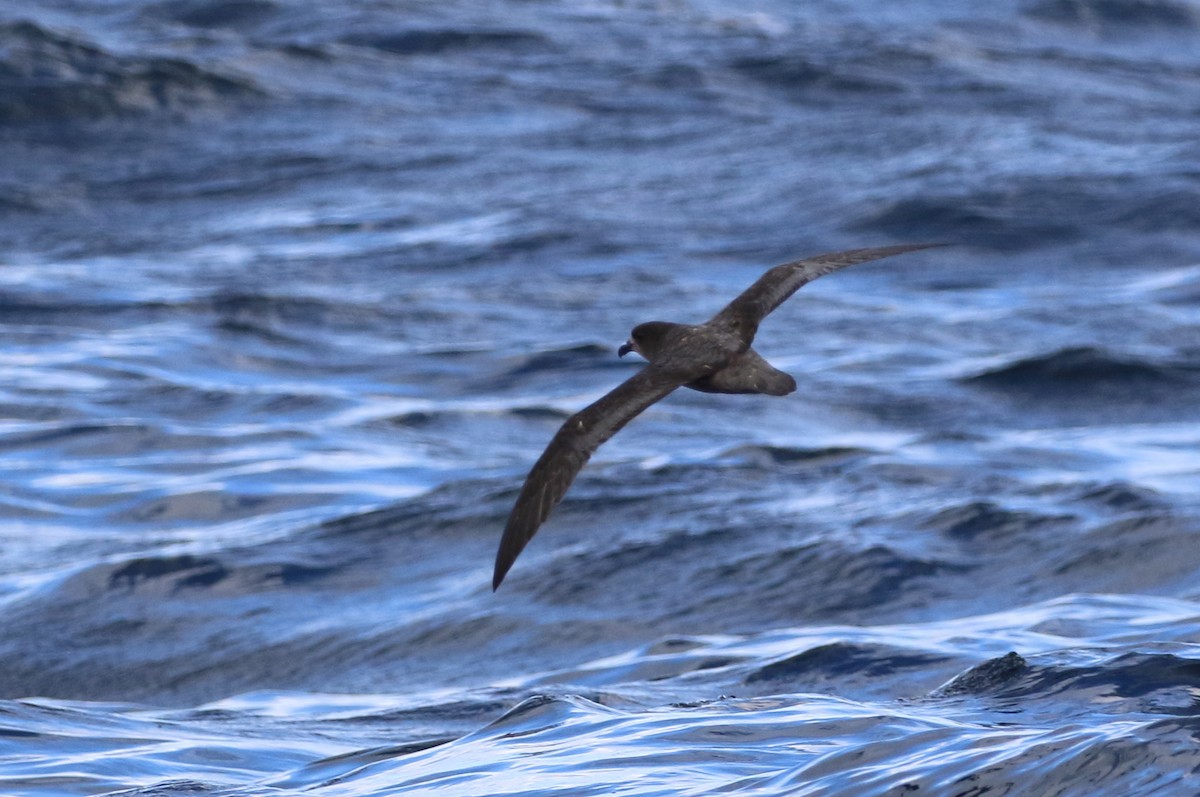 Providence Petrel - ML102304461