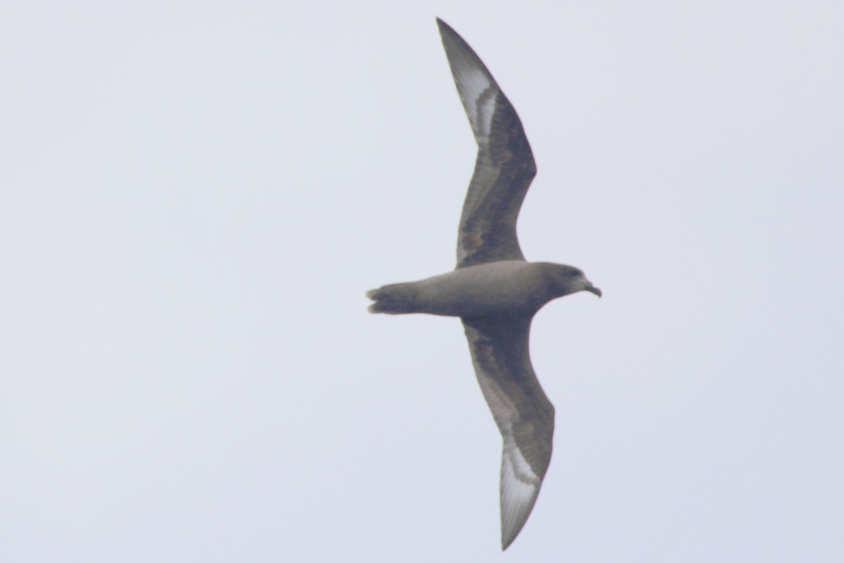 Providence Petrel - ML102304471