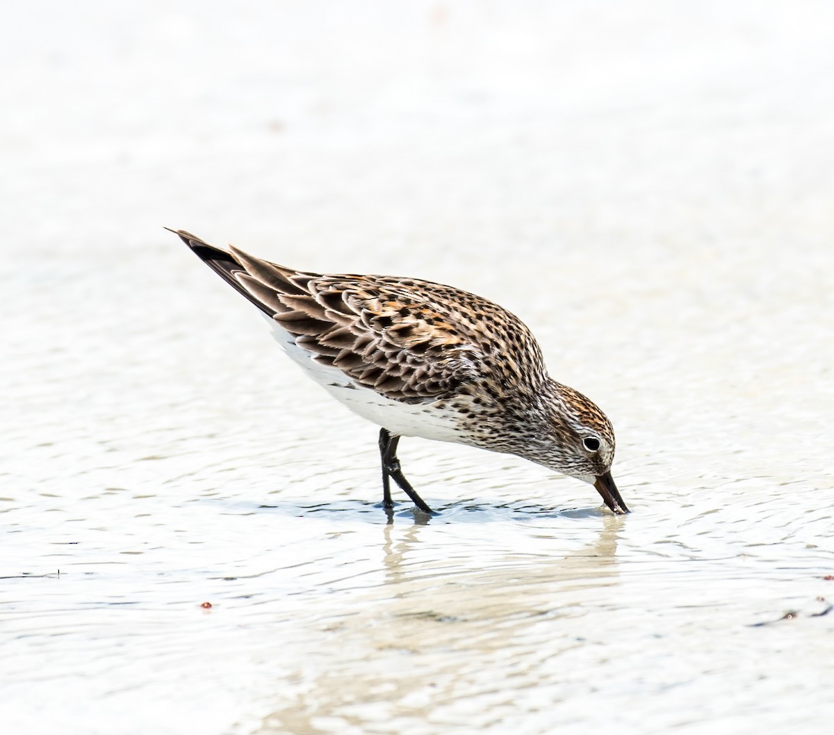 White-rumped Sandpiper - ML102304601