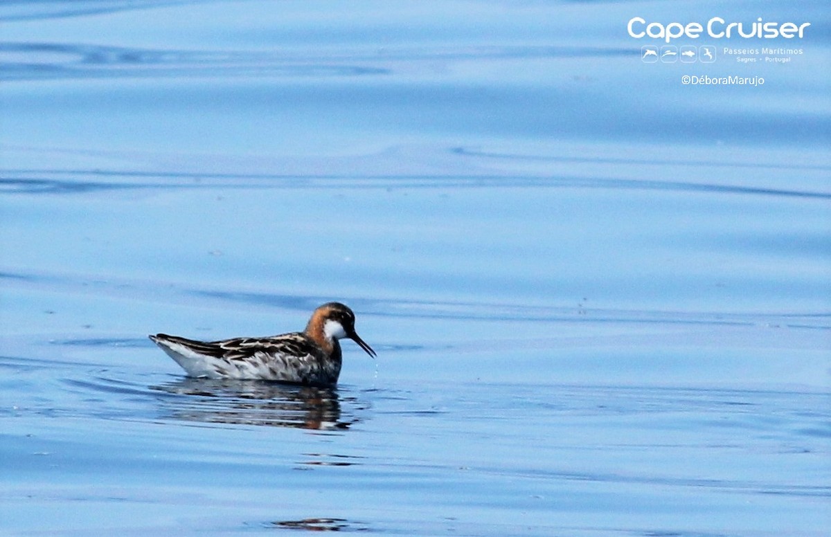 Red-necked Phalarope - ML102304931