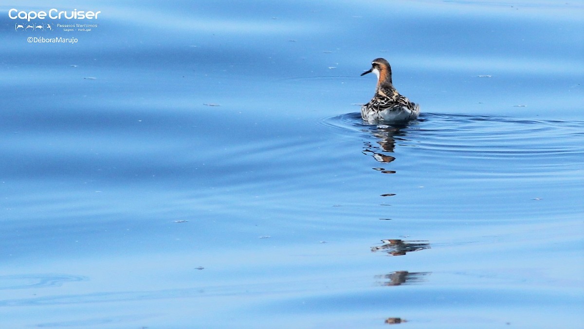 Red-necked Phalarope - ML102304941