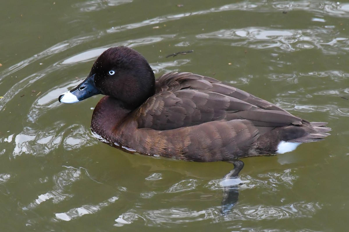 Porrón Australiano - ML102307651