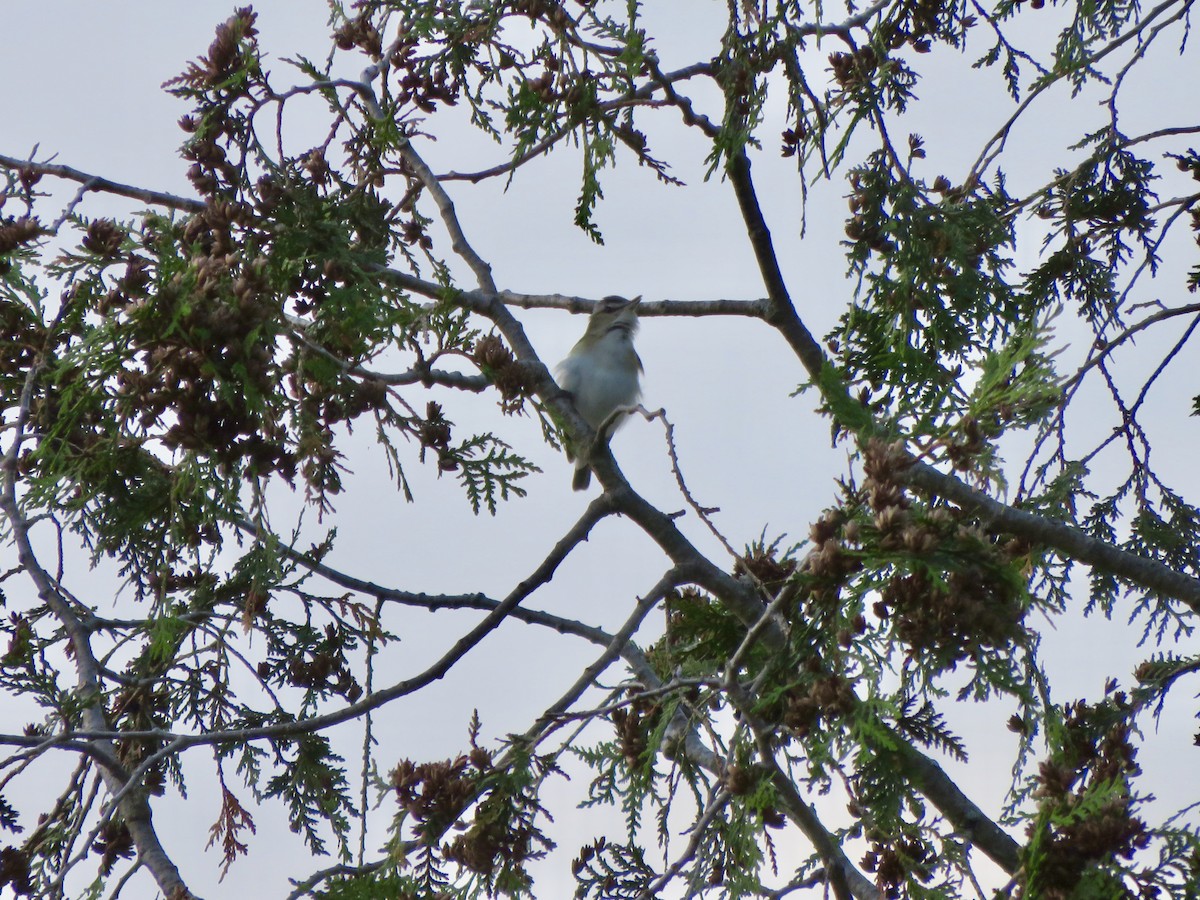 Red-eyed Vireo - ML102310771
