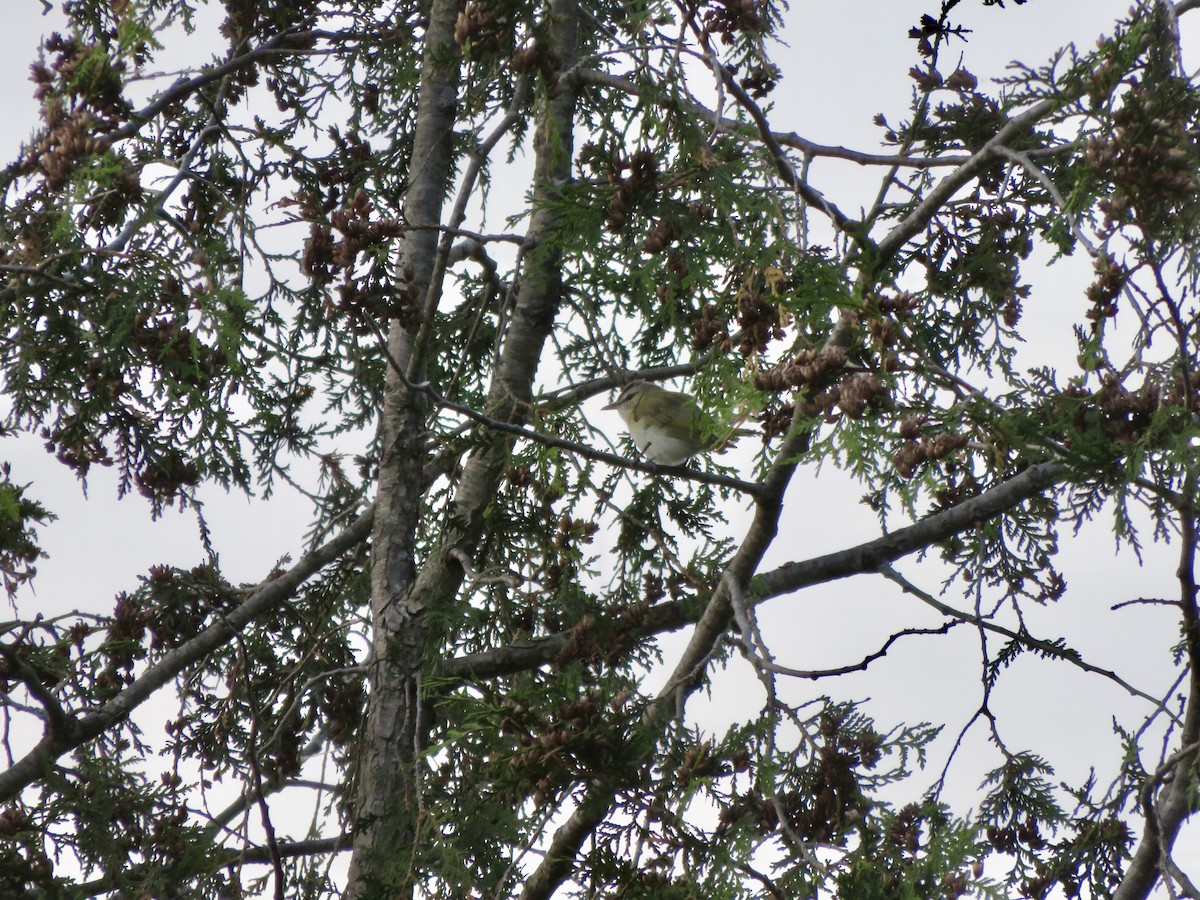 Red-eyed Vireo - ML102310791