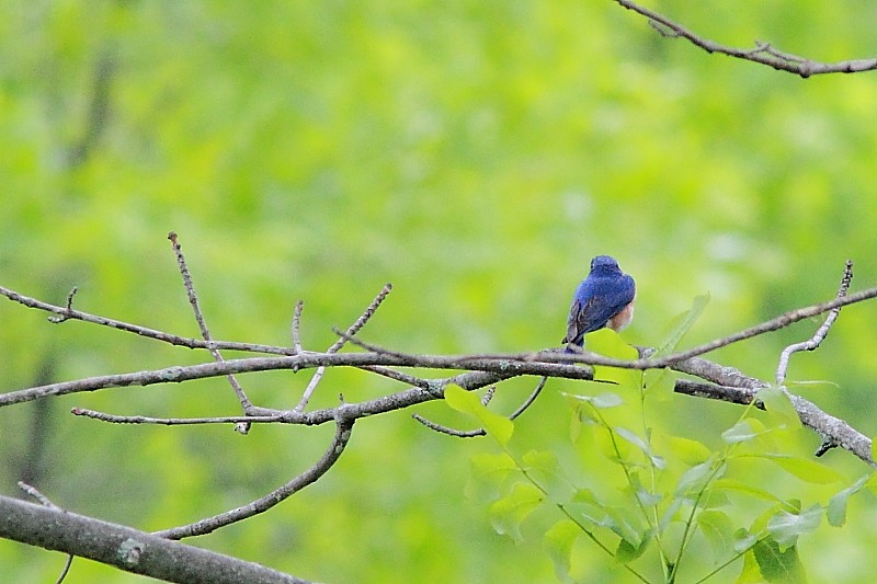 Eastern Bluebird - Alain Deschamps