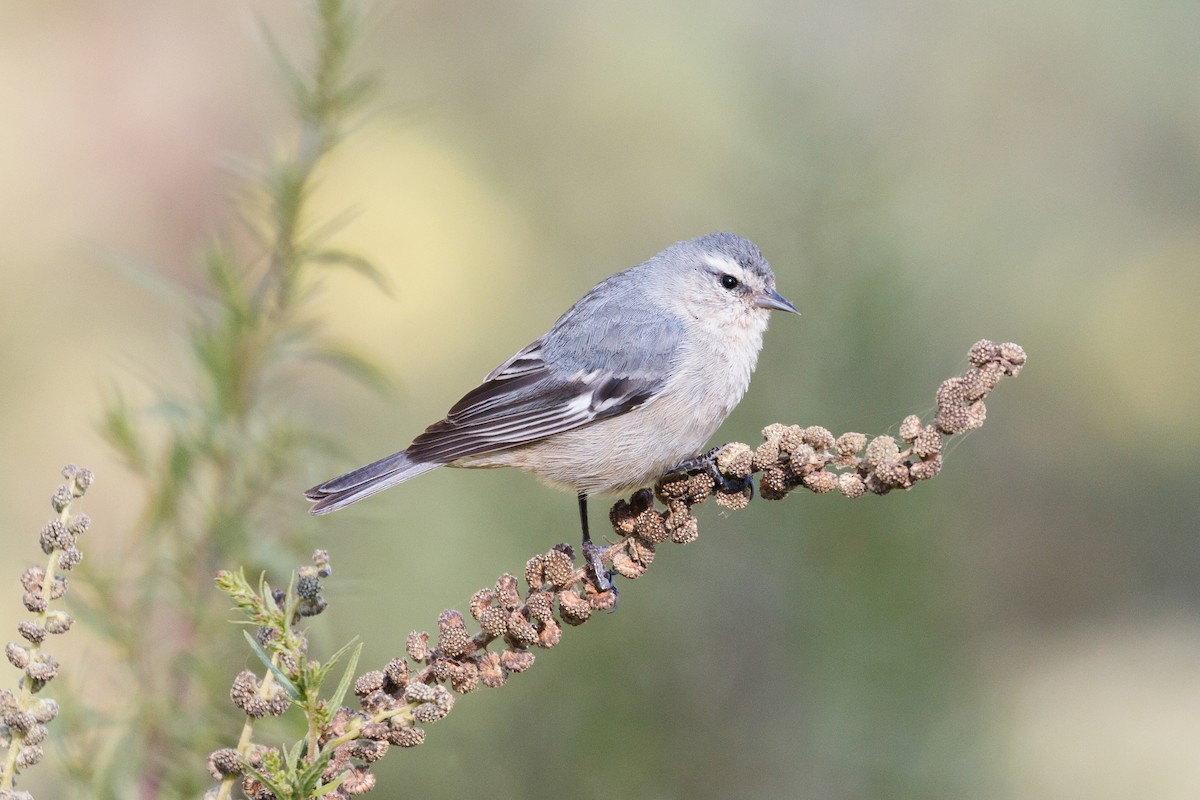 Cinereous Conebill - ML102312411