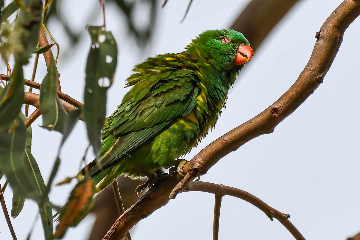 Scaly-breasted Lorikeet - ML102313131