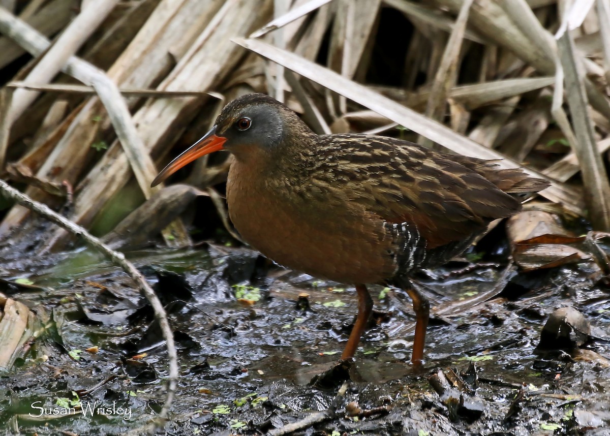 Пастушок віргінський - ML102314281