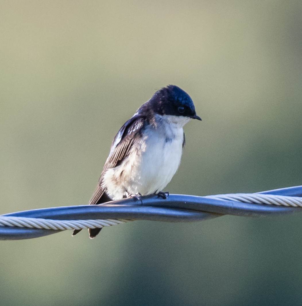 Blue-and-white Swallow - ML102315351