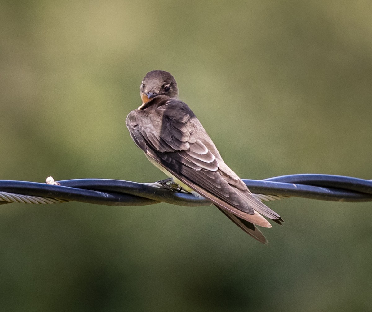 Southern Rough-winged Swallow - ML102315361