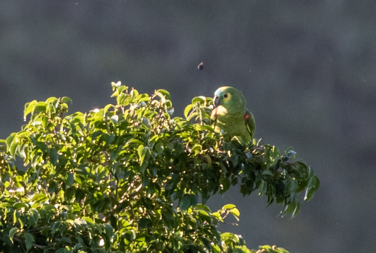 Turquoise-fronted Parrot - ML102315381