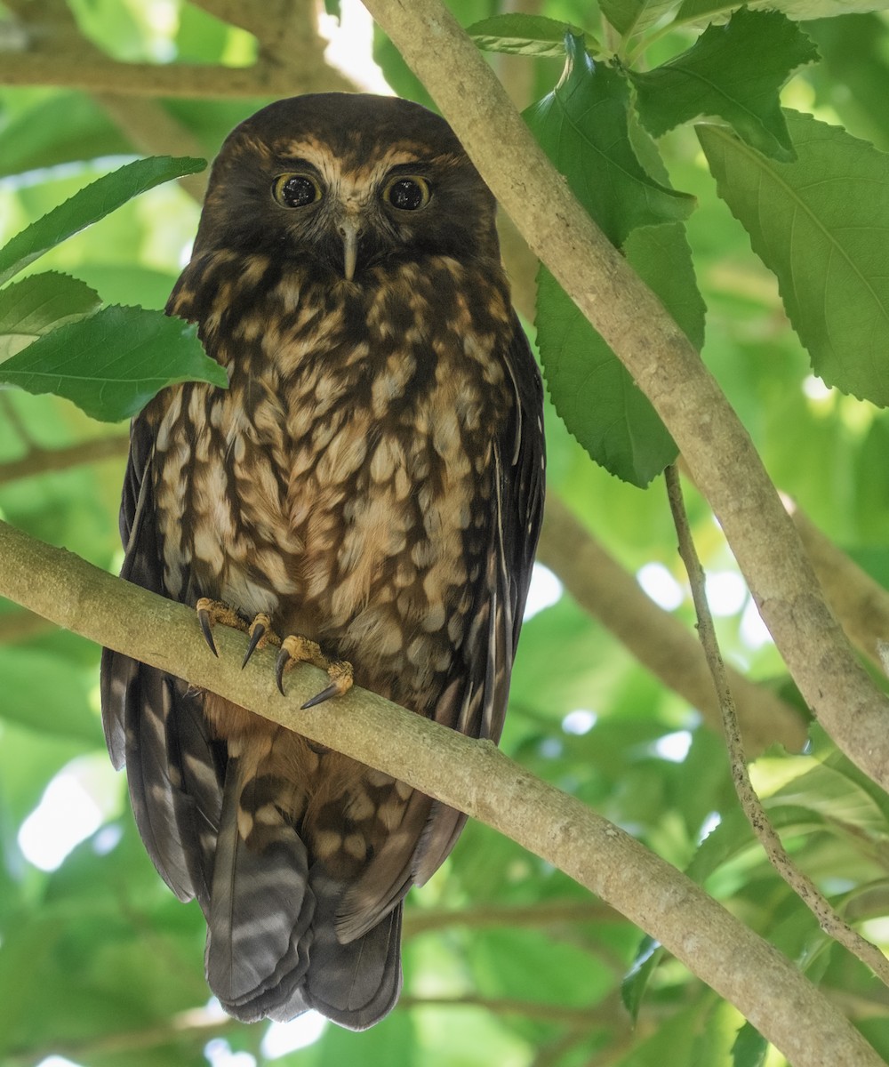 Morepork - ML102315431