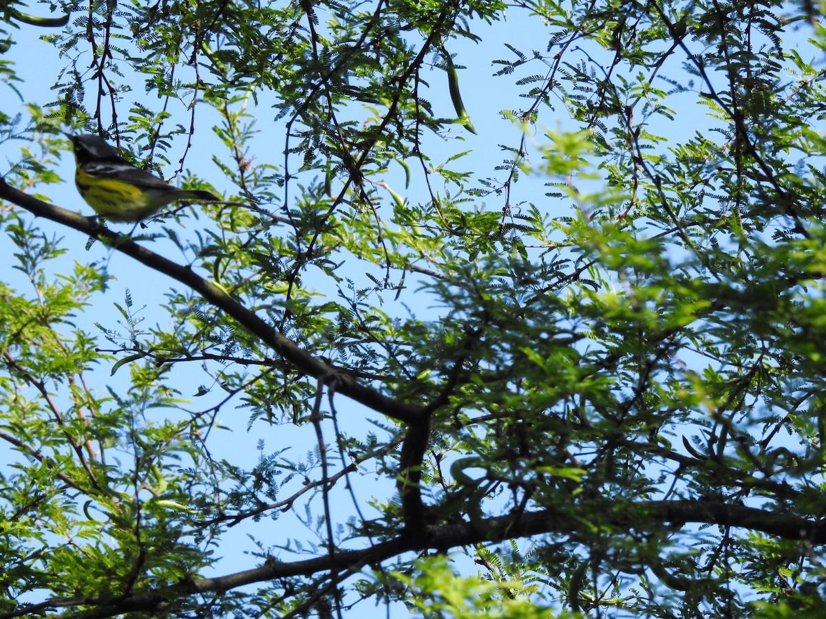 Magnolia Warbler - ML102315481