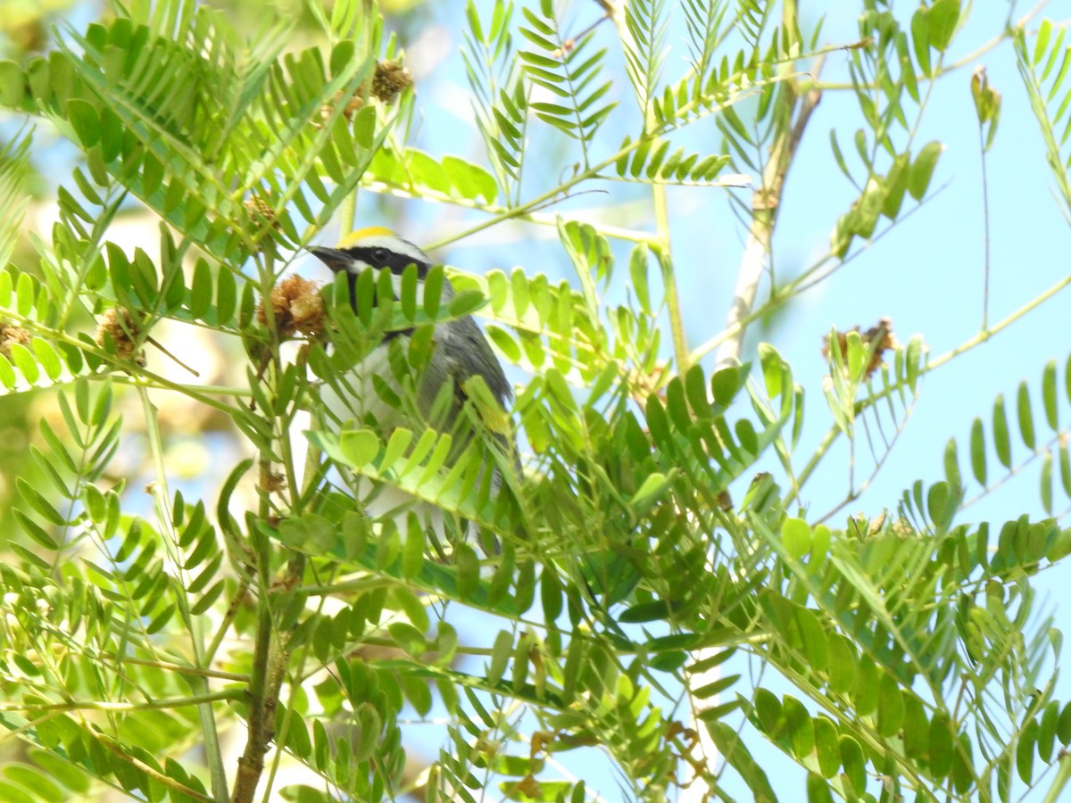 Golden-winged Warbler - ML102316041