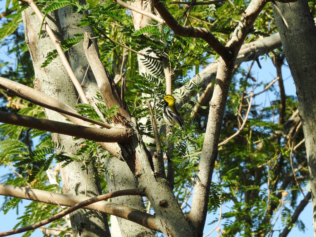 Grünmantel-Waldsänger - ML102316081