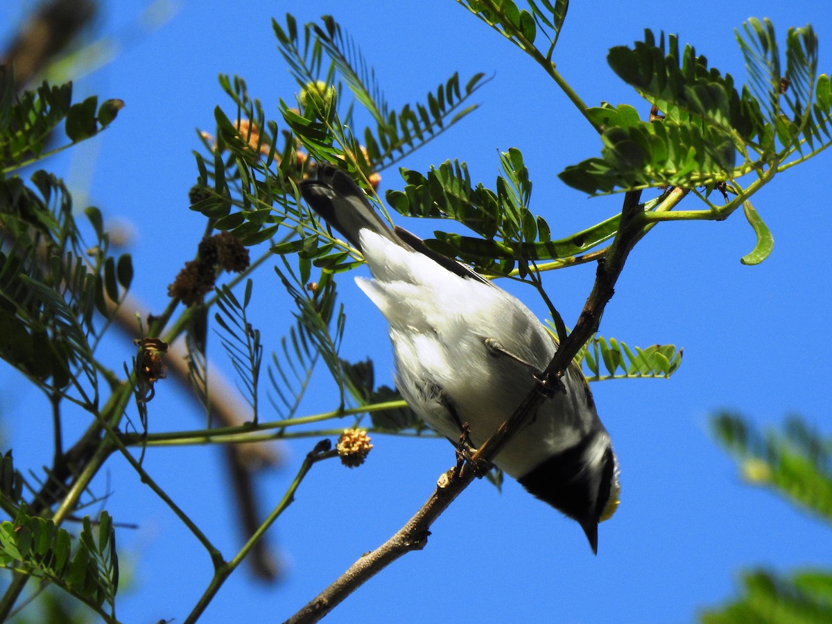 Golden-winged Warbler - Steve Butterworth