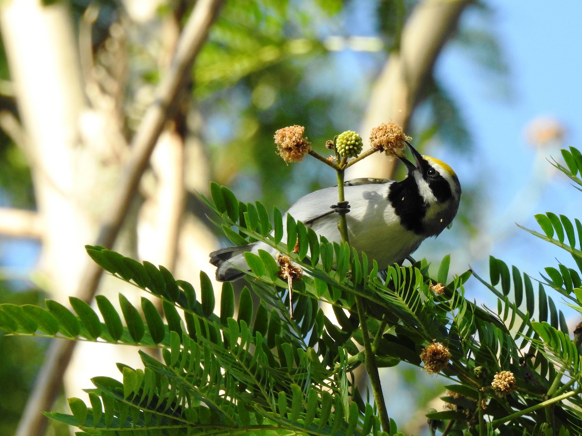 Golden-winged Warbler - ML102316171