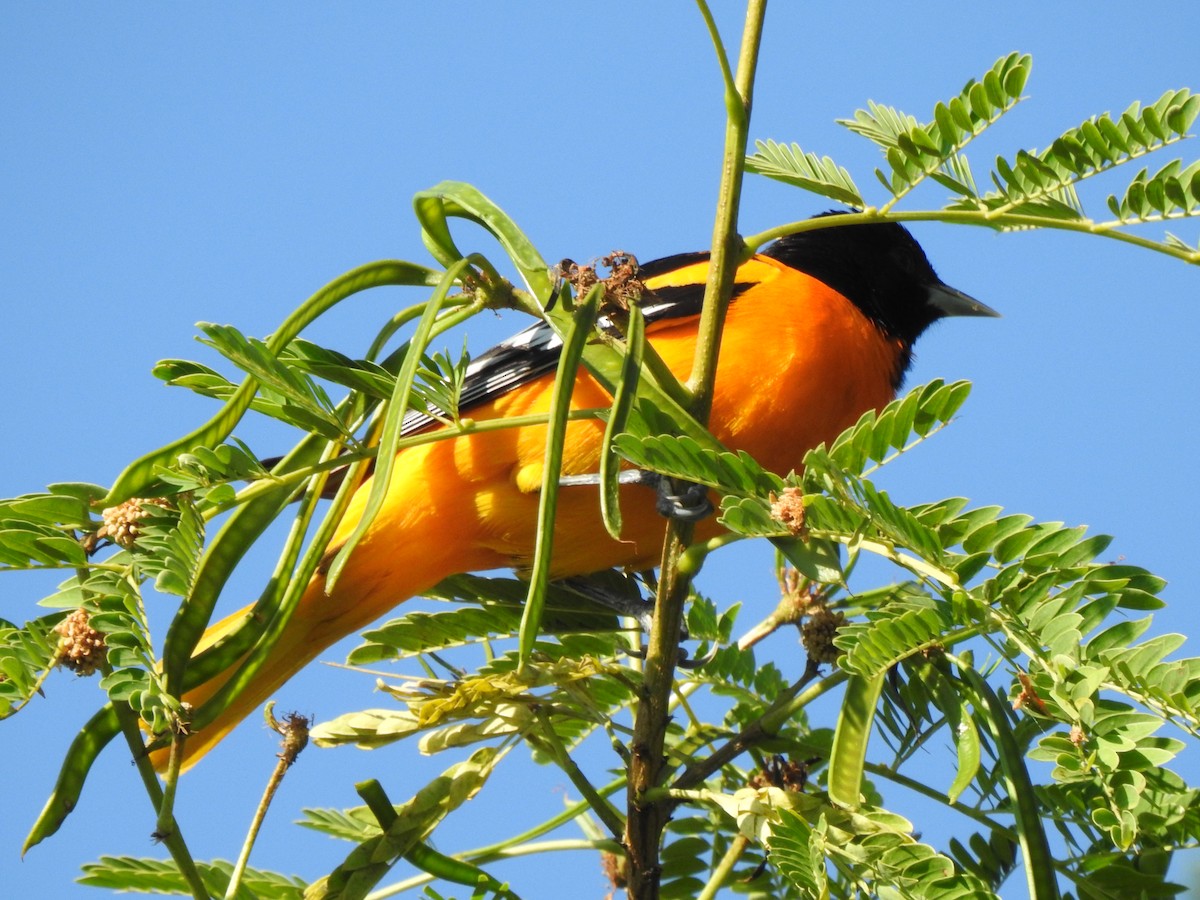 Baltimore Oriole - ML102316541