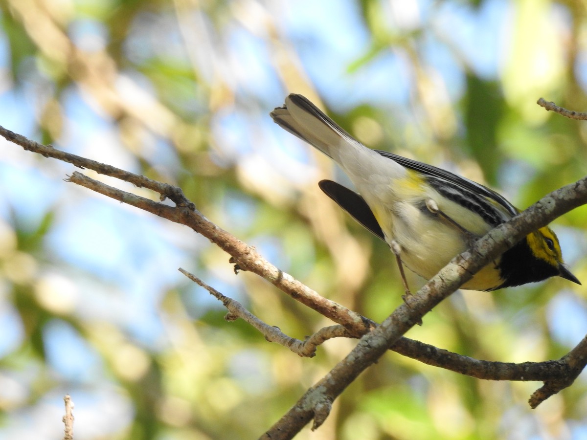 Black-throated Green Warbler - ML102316561