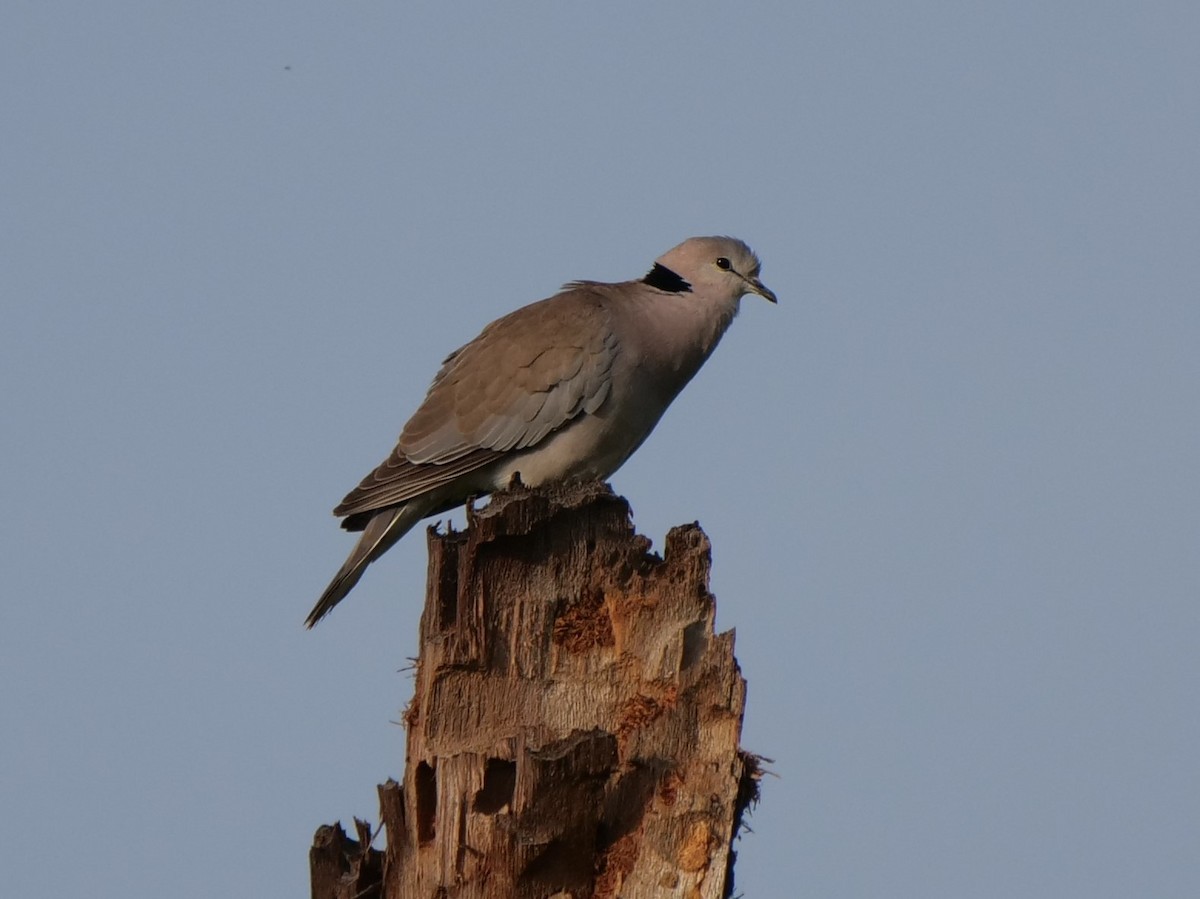 Ring-necked Dove - Mike Grant