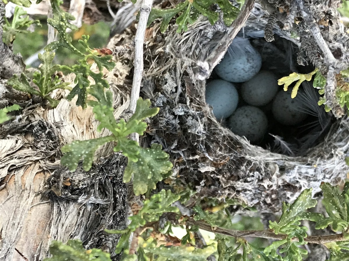 Blue-gray Gnatcatcher - Jane Thompson
