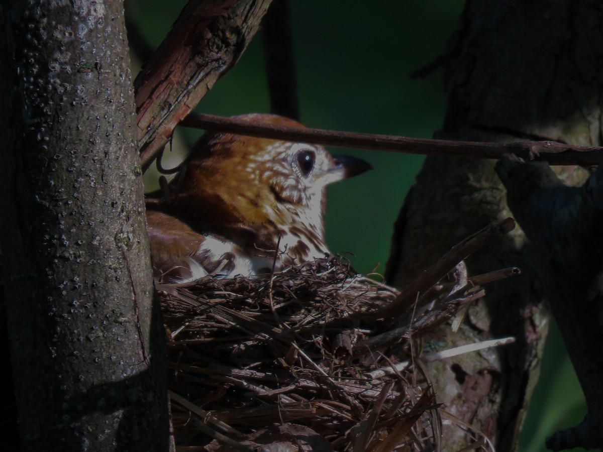 Wood Thrush - ML102320621