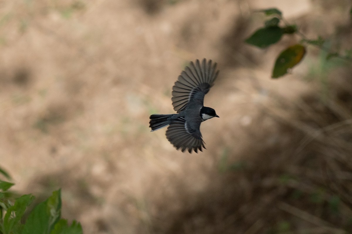 Mésange indienne - ML102321871