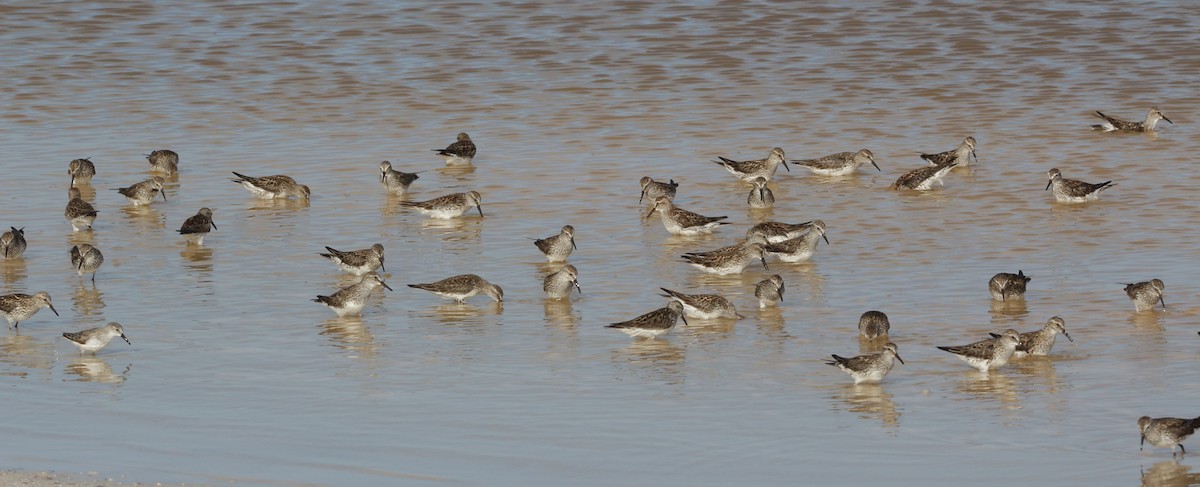 White-rumped Sandpiper - ML102322831