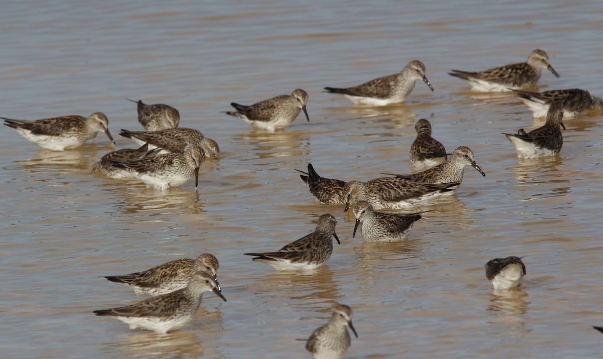 White-rumped Sandpiper - ML102322861