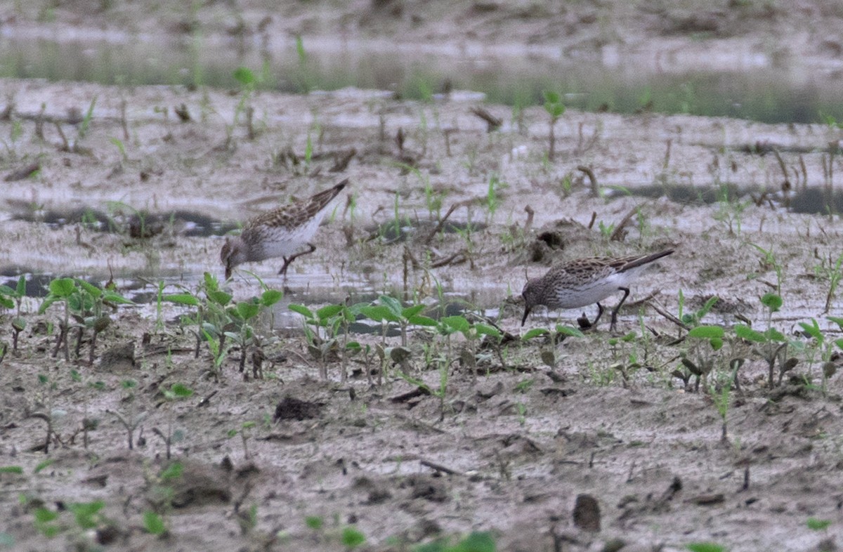 White-rumped Sandpiper - ML102323901