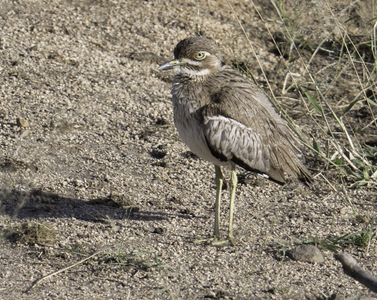 Water Thick-knee - ML102323941