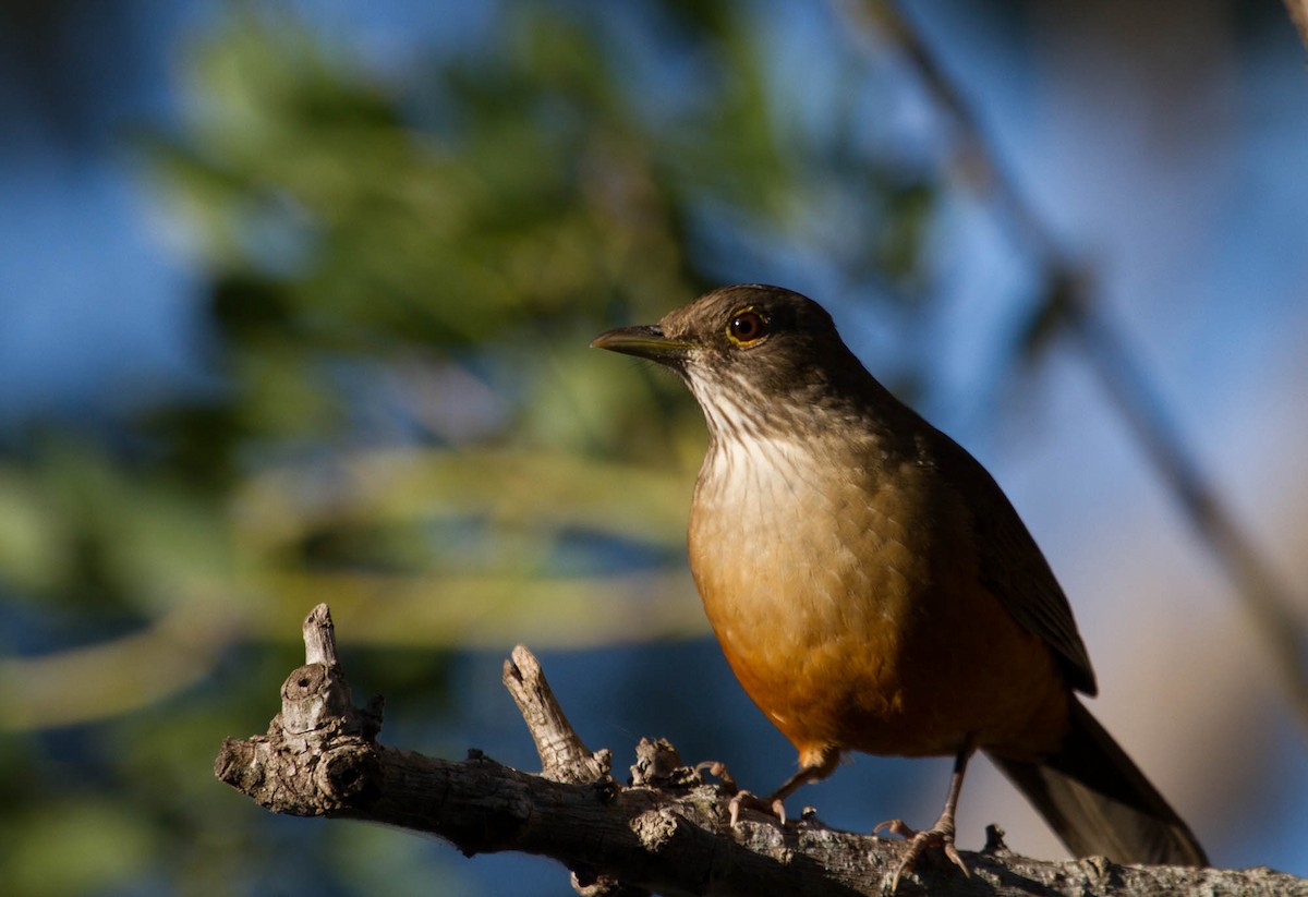 Rufous-bellied Thrush - ML102324791