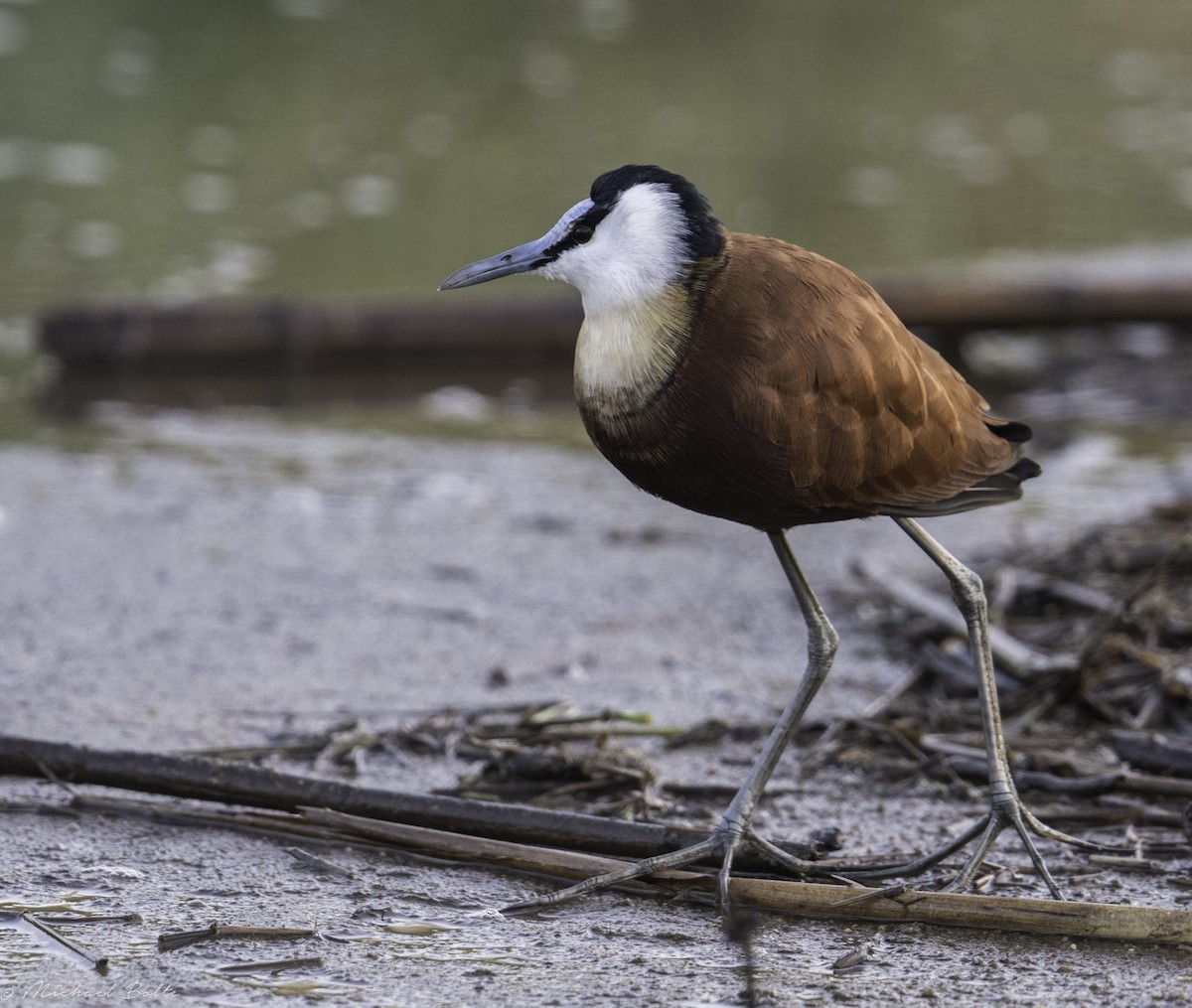 Jacana Africana - ML102325481