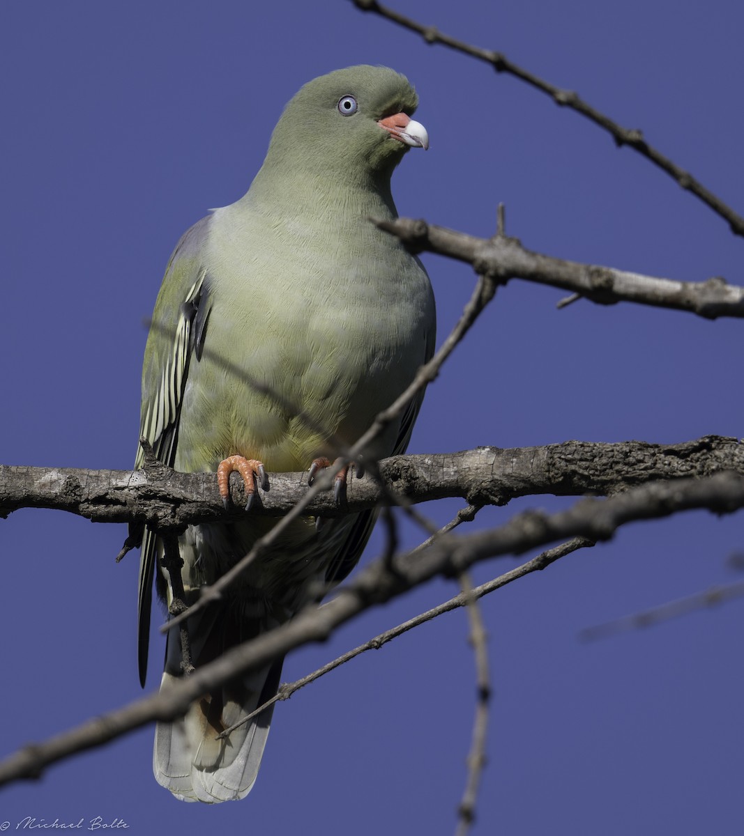 African Green-Pigeon - ML102325631