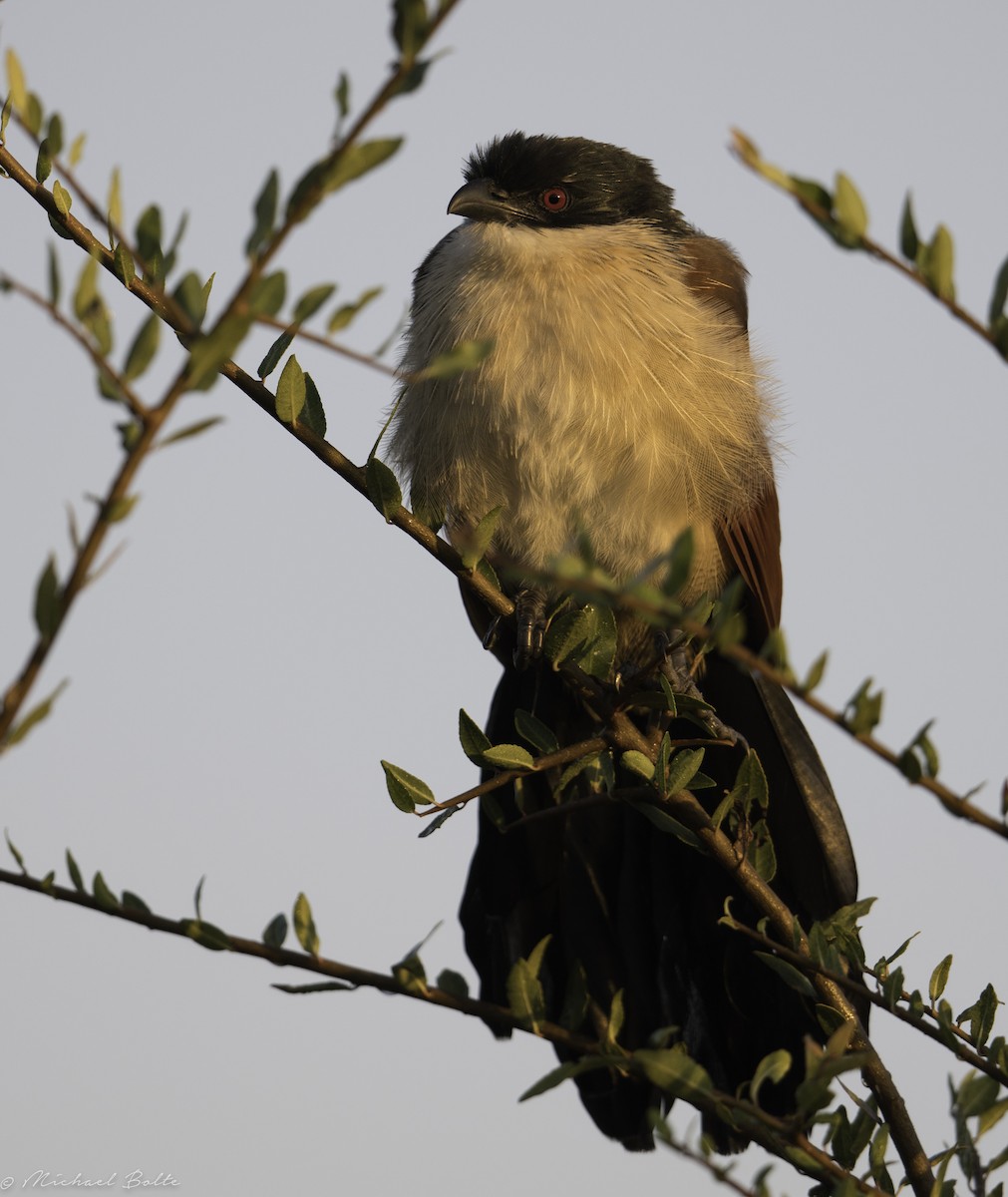 White-browed Coucal - ML102325661