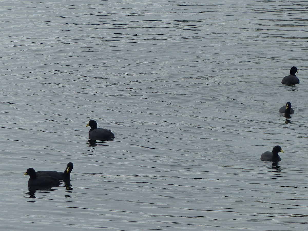 White-winged Coot - ML102325871