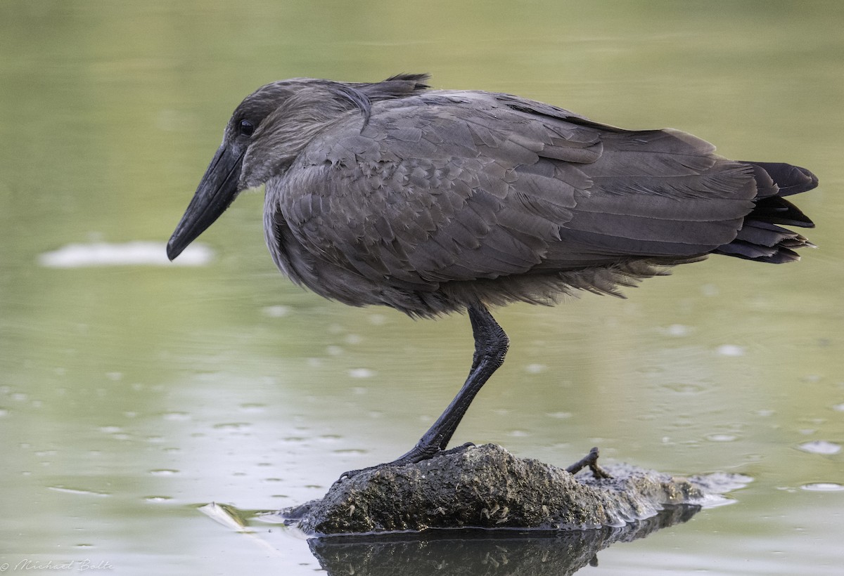 Hamerkop - ML102326251