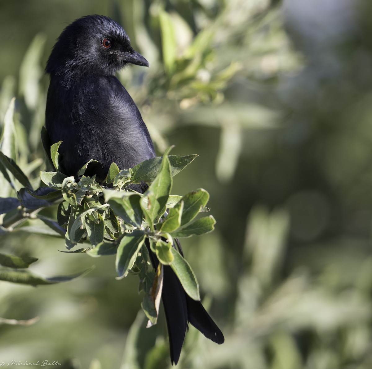 Drongo Ahorquillado - ML102326421