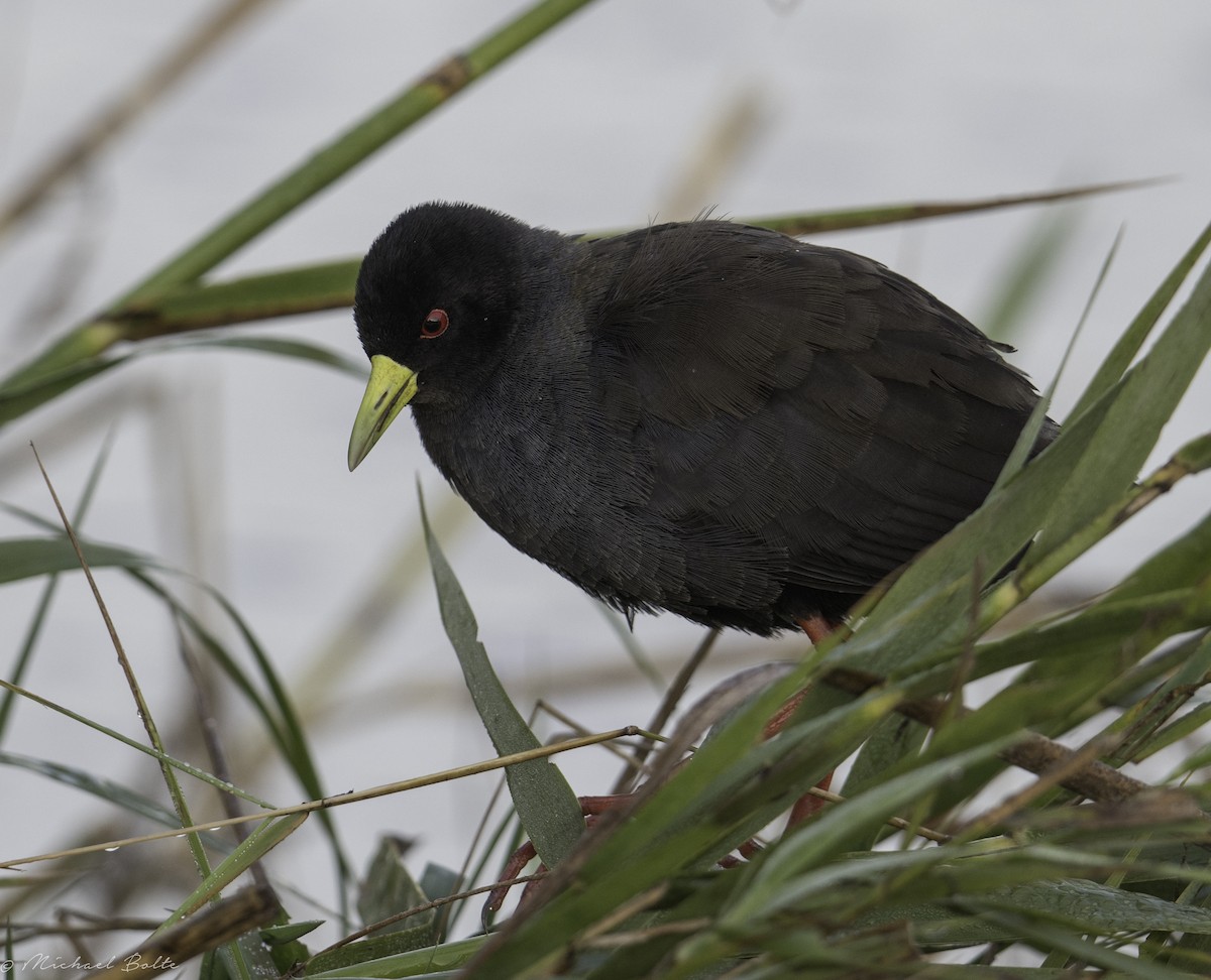 Black Crake - ML102326781